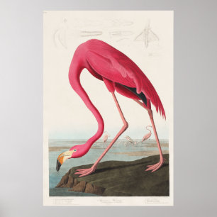 Pink Flamingo from Birds of America (1827) Poster