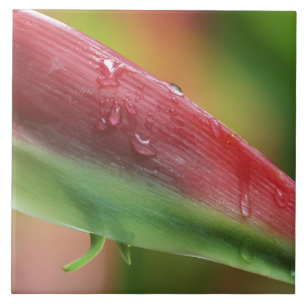 Pink Flamingo Heliconia (Heliconia chartacea), Hil Ceramic Tile