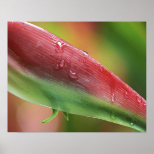 Pink Flamingo Heliconia (Heliconia chartacea), Hil Poster
