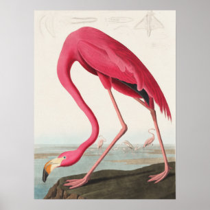 Pink Flamingo illustration  Poster