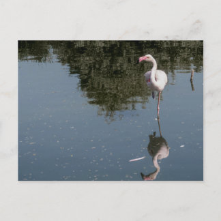 pink flamingo in the water postcard