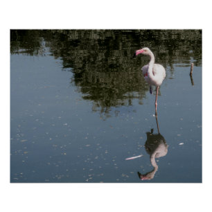 pink flamingo in the water poster