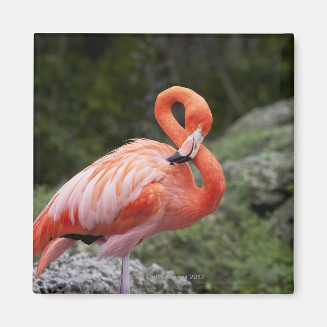 Pink Flamingo Magnet (Front)