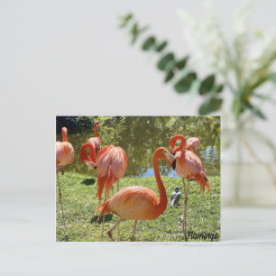 Pink Flamingo Nature Postcard