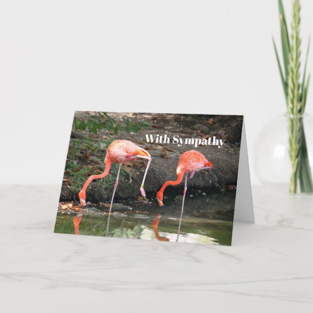 Pink Flamingo Pair Wildlife Photo Sympathy Card (Front)
