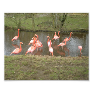 Pink Flamingo Photo