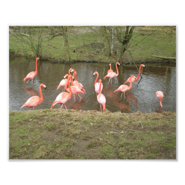 Pink Flamingo Photo Print (Front)