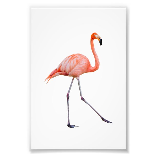 Pink Flamingo Photo Print (Front)