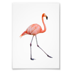 Pink Flamingo Photo Print