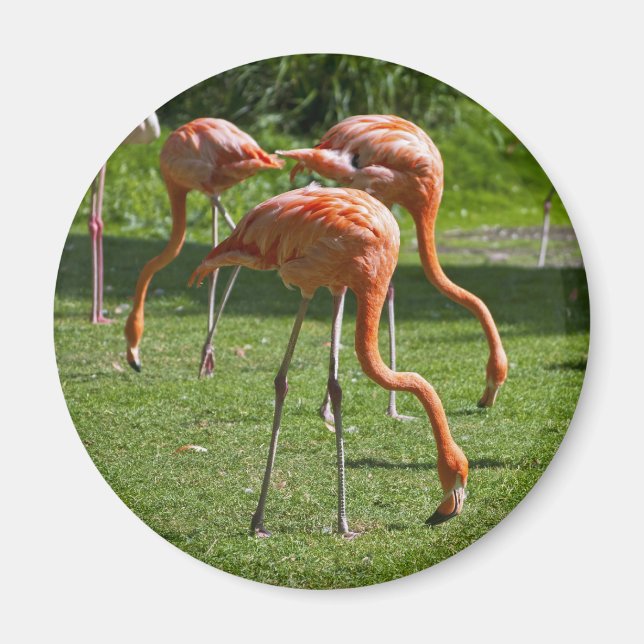 Pink Flamingo Portrait Drawing Effect Art Magnet (Front)