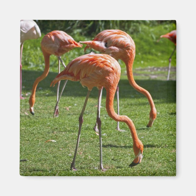 Pink Flamingo Portrait Drawing Effect Art Magnet (Front)