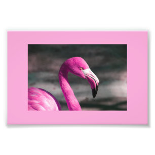 Pink Flamingo Posin' Pretty Photo Print