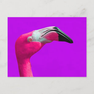 Pink Flamingo Post Card, Purple Background Postcard