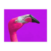 Pink Flamingo Post Card, Purple Background