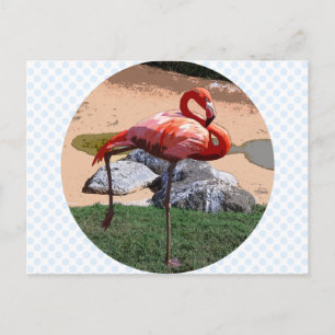 Pink Flamingo Postcard