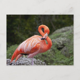 Pink Flamingo Postcard