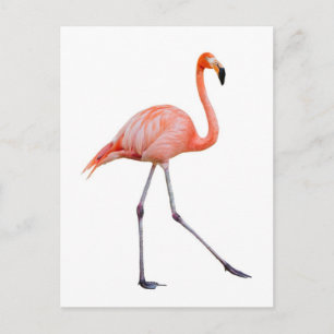 Pink Flamingo Postcard