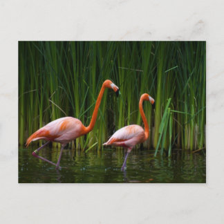 PINK FLAMINGO POSTCARD