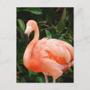 Pink Flamingo  Postcard