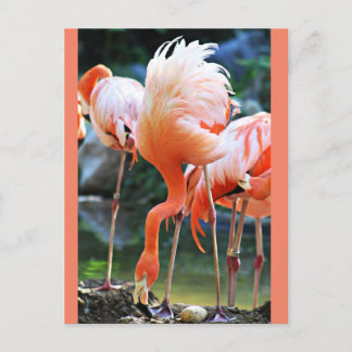 Pink Flamingo Postcard