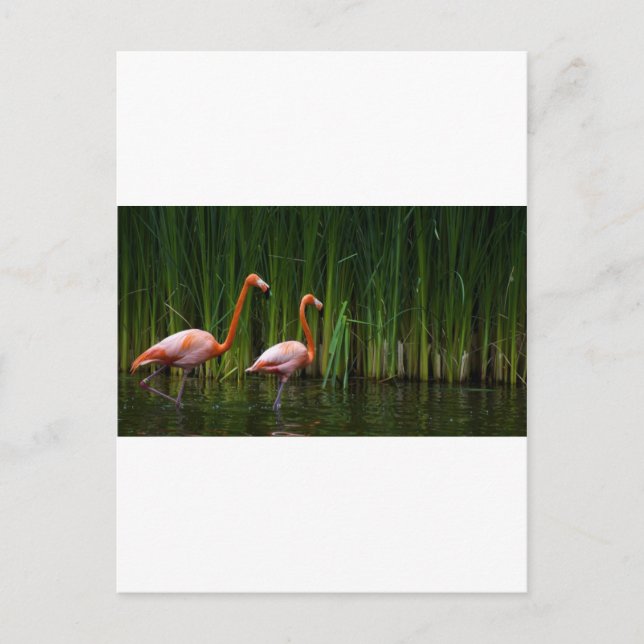PINK FLAMINGO POSTCARD (Front)