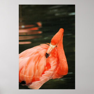 Pink Flamingo Poster