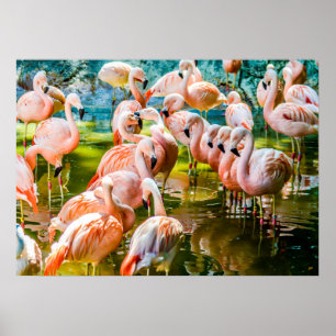 Pink Flamingo Poster