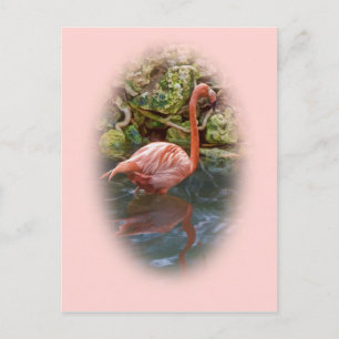 Pink Flamingo Reflected in River Postcard