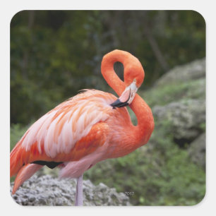 Pink Flamingo Square Sticker