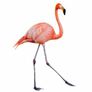 Pink Flamingo Standing Photo Sculpture