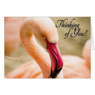  Pink Flamingo Thinking of You Blank Inside