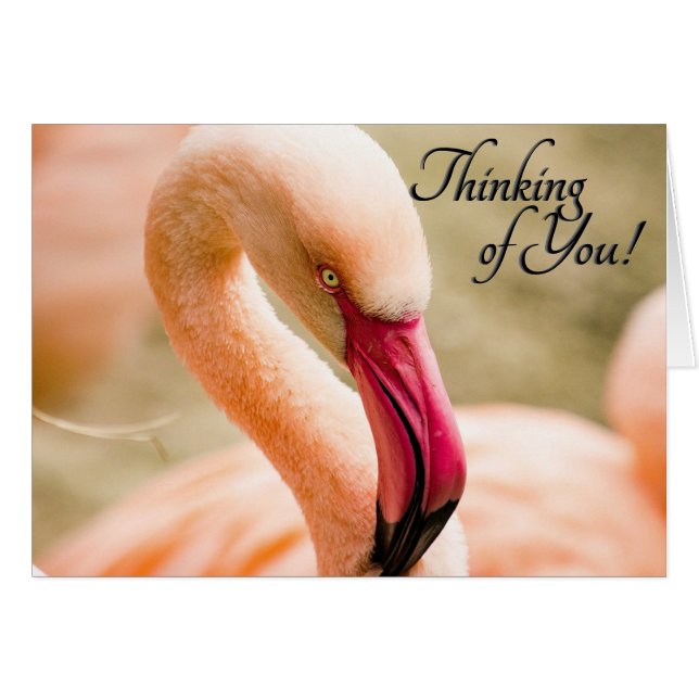  Pink Flamingo Thinking of You Blank Inside (Front Horizontal)
