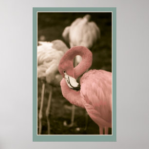 Pink Flamingoes Poster