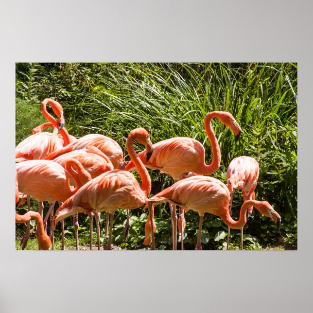 Pink Flamingos Bird Poster (Front)