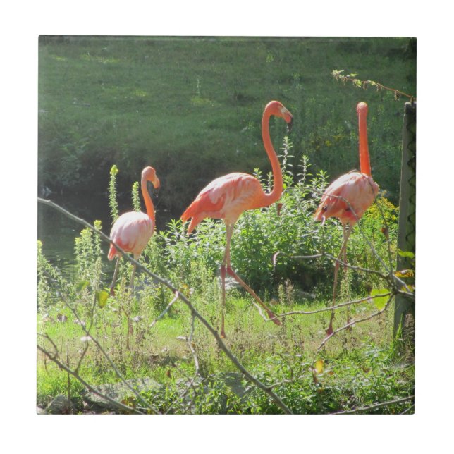 Pink Flamingos Ceramic Tile (Front)