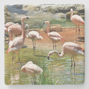 Pink Flamingos Coaster
