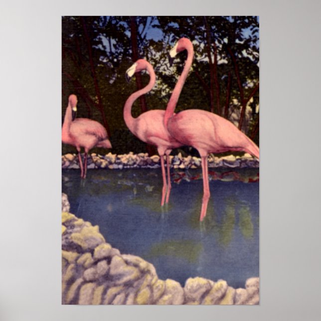 Pink Flamingos, Florida Poster (Front)