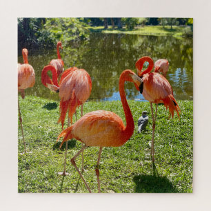 Pink Flamingos, Gardens Jigsaw Puzzle