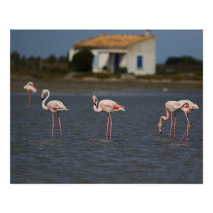 Pink flamingos in Camargue Poster
