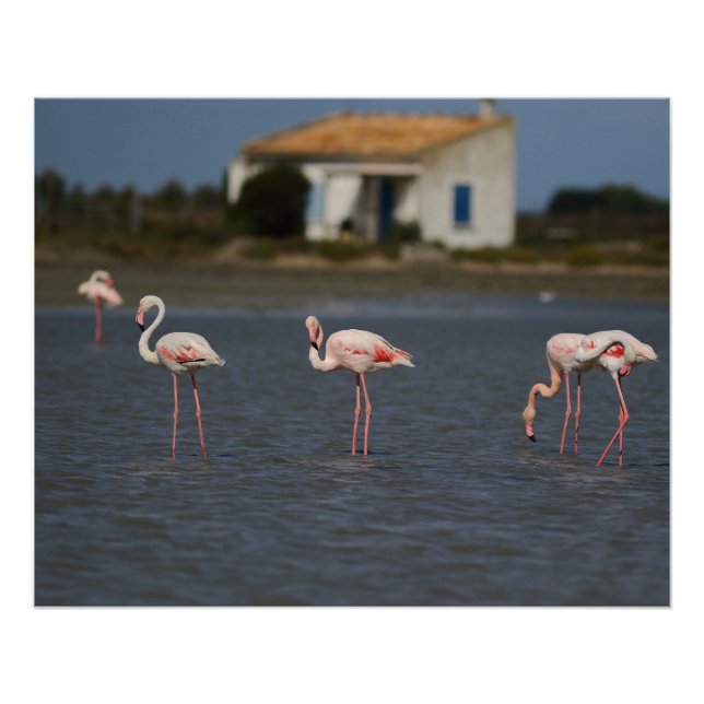 Pink flamingos in Camargue Poster (Front)