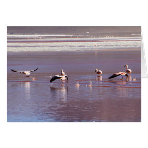 Pink Flamingos in Flight on Water Greeting Card