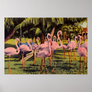 Pink Flamingos in Florida Poster