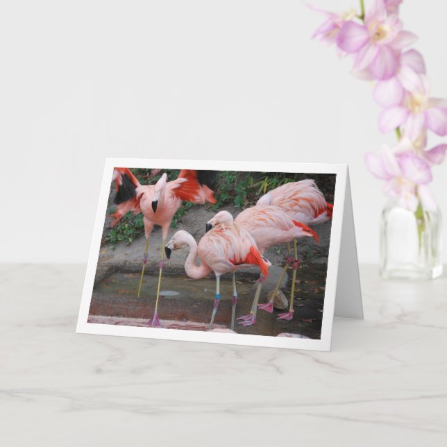 Pink Flamingos in Water Card (Orchid)