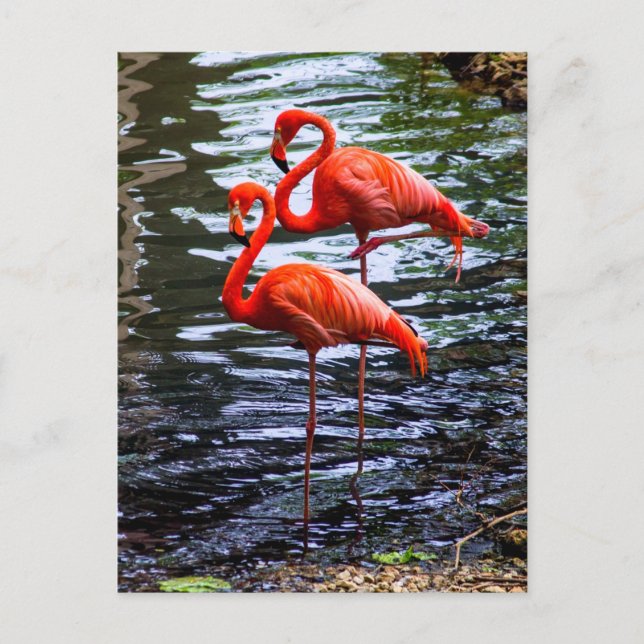 Pink Flamingos in Water Postcard (Front)