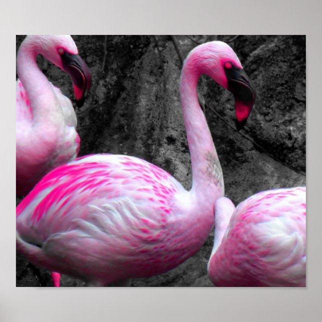 ~Pink Flamingos~ PINK FLAMINGOS, CUSTOMIZE IT! Poster (Front)