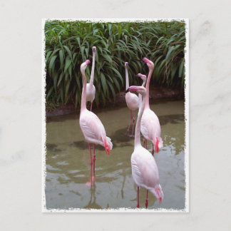 Pink Flamingos Postcard