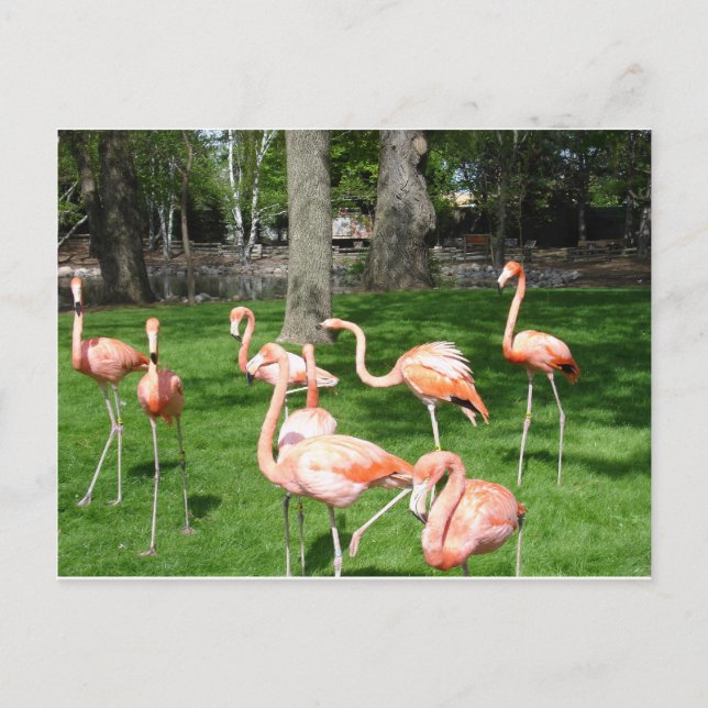 Pink Flamingos Postcard (Front)