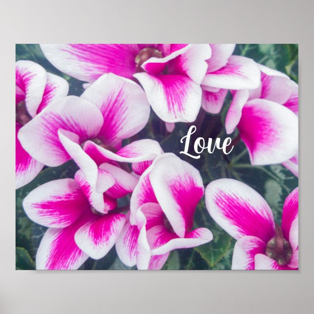Pink Floral Cyclamen Photography Poster (Front)