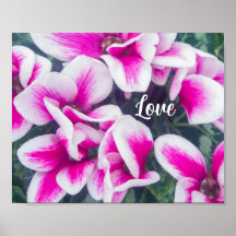 Pink Floral Cyclamen Photography