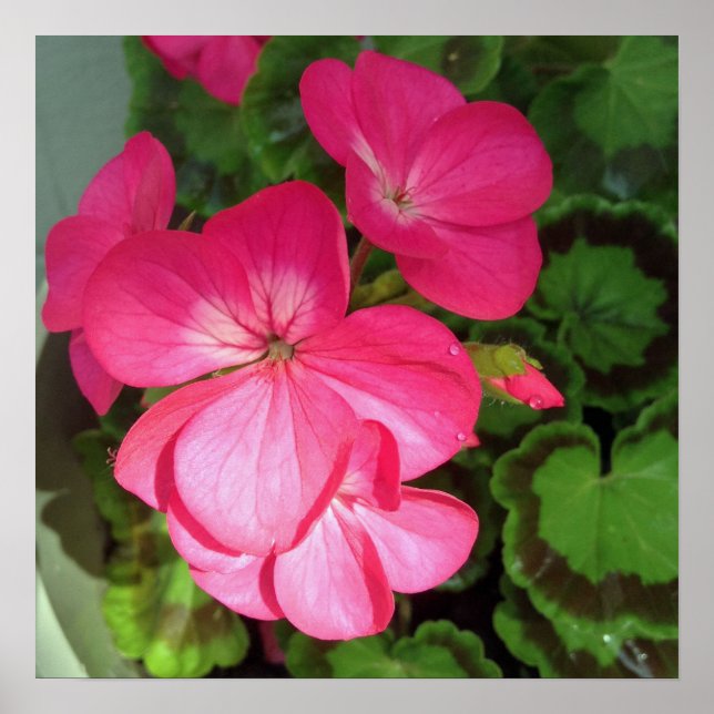 Pink Floral Photography  Poster (Front)